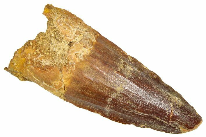Fossil Spinosaurus Tooth - Feeding Worn Tooth #366484